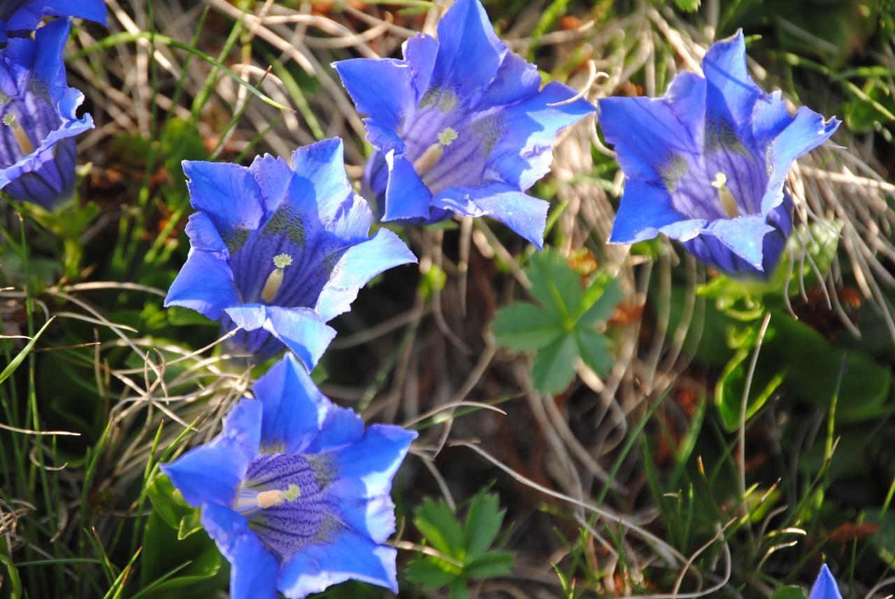 Naturhaus Andrea Grossarl Dış mekan fotoğraf
